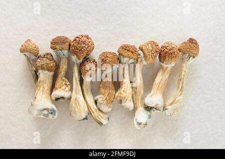 Funghi Psilocibe Cubensis su sfondo avorio. Psilocibin Psychedelic Magic funghi Maestro d'oro. Vista dall'alto, primo piano. Concetto di micro-dosaggio. Foto Stock