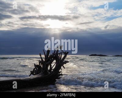 Spettacolare silhouette di radici tronchi d'albero Driftwood sulla spiaggia, luce del sole che splende attraverso nuvole tempestose blu scuro, onde e orizzonte Foto Stock