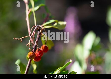 Corbezzolo - mela di Caino - Arbutus undo Foto Stock