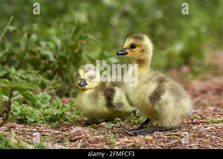 Due adorabili gaffings Graylag (Anser anser) camminano nell'habitat dell'erba in una giornata di sole in primavera. Foto Stock