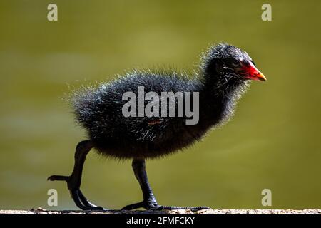 Un bambino Moorhen che cammina accanto a uno stagno Foto Stock