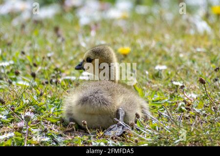 Carino gosling soffice seduta tra le margherite Foto Stock
