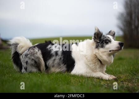 La collie di bordo bianca e nera si trova nel erba verde Foto Stock