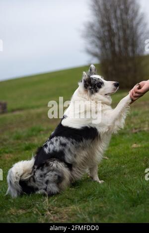 collie di bordo bianche e nere dà la zampa alla padrona di casa sull'erba verde. Foto Stock