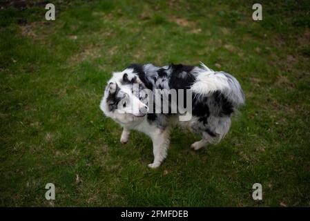 Collie di bordo bianche e nere che giocano sull'erba verde. Foto Stock