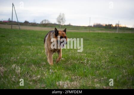 cane da pastore tedesco in un campo verde Foto Stock