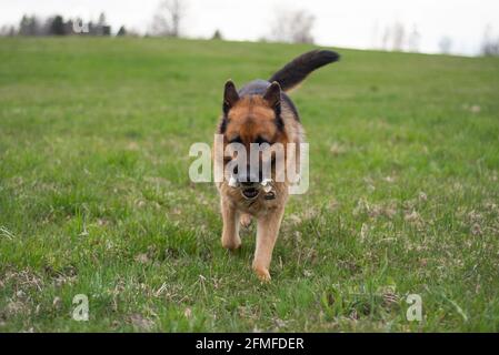 cane da pastore tedesco in un campo verde con un osso in bocca. Foto Stock