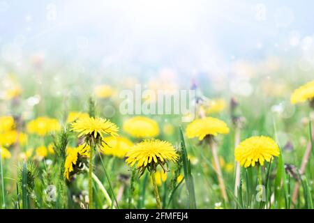 Prato con dandelioni gialli in una giornata di sole. I dandelion in fiore da vicino. I dandelioni in primavera. Foto Stock