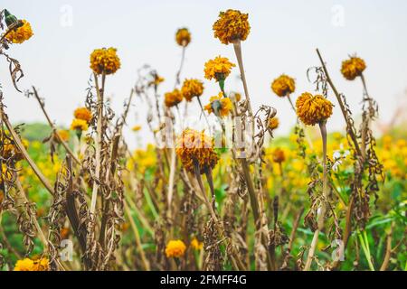 I fiori si appassirono nel tempo Foto Stock