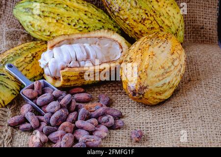 Cacao fresco con cialde di cacao e semi di cacao. Su sacco marrone Foto Stock