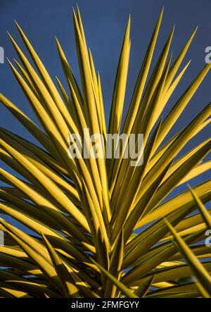 Variegata Yucca filamentosa ’Colour Guard’ nel giardino australiano. Corona unica di foglie spiked contro un cielo blu. Foto Stock