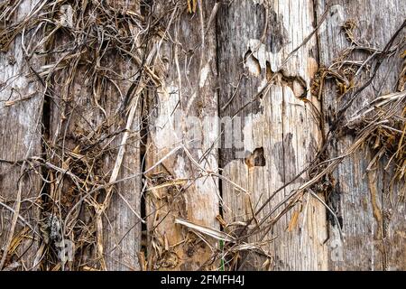 Antico sfondo di legno con vite secca Foto Stock