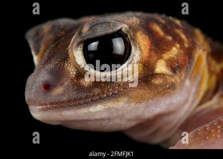 Il gecko a coda di rospo (Nefrurus vertebralis) è una specie di lucertola notturna terrestre che si trova nell'Australia occidentale. Foto Stock