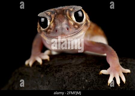 Il gecko a coda di rospo (Nefrurus vertebralis) è una specie di lucertola notturna terrestre che si trova nell'Australia occidentale. Foto Stock