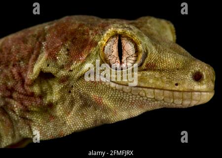 Mossy nuovo Caledonian gecko (Mniarogekko chahoua) Foto Stock