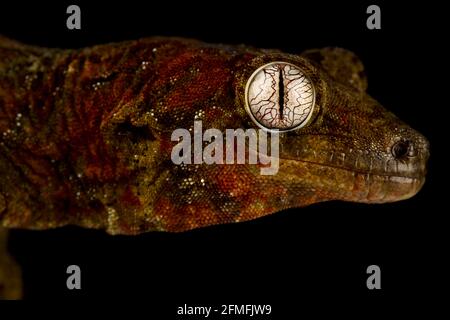 Mossy nuovo Caledonian gecko (Mniarogekko chahoua) Foto Stock