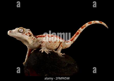 Gargoyle gecko (Rhacodactylus auriculatus) Foto Stock