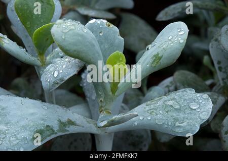 Sydney Australia, primo piano di gocce di pioggia su un'orbiculata di cotiledone o su una pianta succulente dell'orecchio del maiale Foto Stock