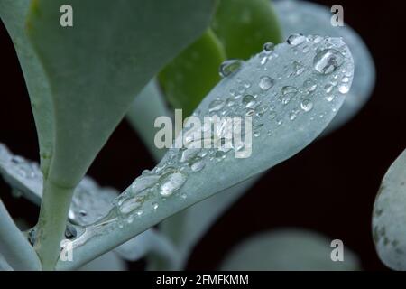 Sydney Australia, primo piano di gocce di pioggia sulla foglia di un cotiledone orbiculata o pianta succulente dell'orecchio del maiale Foto Stock