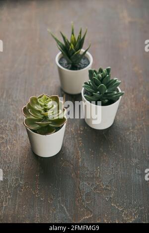 Vari tipi di echeveria, havortia piante succulente casa in vasi di argilla sullo sfondo. Decorazione casa hipster scandinava. Foto Stock