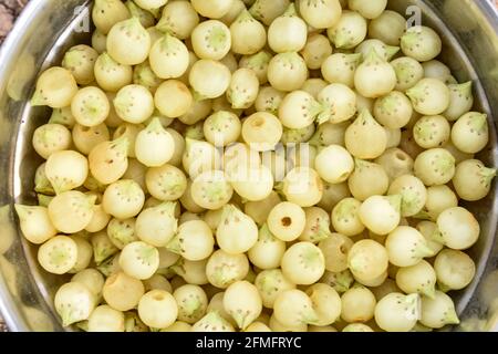 Madhuca Longifolia fiore conosciuto come mahuwa in india raccolto su una pentola in mattina nella stagione estiva pieno cornice frutti naturali. Foto Stock