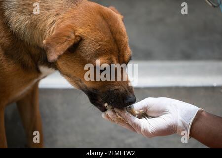 Un volontario giovanile nepalese affetto da 'benessere animale Nepal' alimenta un cane vagabondato durante l'undicesimo giorno dell'ordine proibitorio a causa di una seconda ondata della malattia di Coronavirus (COVID-19) a Kathmandu. Il blocco in corso a livello nazionale imposto dal governo per frenare la diffusione della COVID-19 ha reso difficile la sopravvivenza dei cani da strada. Poiché i cani di strada dipenevano dal cibo dato dalla gente del posto, il divieto di uscire dalle loro case ha portato i cani di strada a morire di fame. (Foto di Prabin Ranabhat/SOPA Images/Sipa USA) Foto Stock