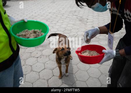 Un volontario giovanile nepalese affetto da 'benessere animale Nepal' alimenta un cane vagabondato durante l'undicesimo giorno dell'ordine proibitorio a causa di una seconda ondata della malattia di Coronavirus (COVID-19) a Kathmandu. Il blocco in corso a livello nazionale imposto dal governo per frenare la diffusione della COVID-19 ha reso difficile la sopravvivenza dei cani da strada. Poiché i cani di strada dipenevano dal cibo dato dalla gente del posto, il divieto di uscire dalle loro case ha portato i cani di strada a morire di fame. (Foto di Prabin Ranabhat/SOPA Images/Sipa USA) Foto Stock