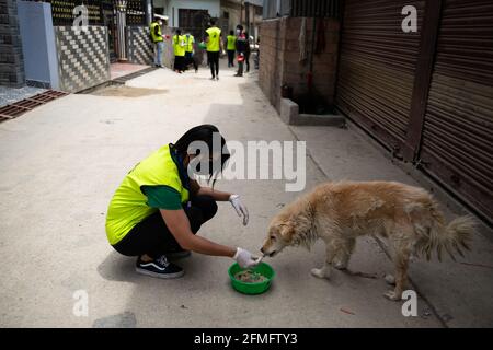 Un volontario giovanile nepalese affetto da 'benessere animale Nepal' alimenta un cane vagabondato durante l'undicesimo giorno dell'ordine proibitorio a causa di una seconda ondata della malattia di Coronavirus (COVID-19) a Kathmandu. Il blocco in corso a livello nazionale imposto dal governo per frenare la diffusione della COVID-19 ha reso difficile la sopravvivenza dei cani da strada. Poiché i cani di strada dipenevano dal cibo dato dalla gente del posto, il divieto di uscire dalle loro case ha portato i cani di strada a morire di fame. (Foto di Prabin Ranabhat/SOPA Images/Sipa USA) Foto Stock