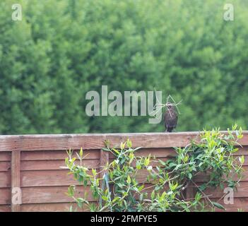 Camborne, Cornwall, UK, 9 maggio 2021, UNA donna Blackbird si siede su una recinzione che controlla che la sua sicurezza per fare in modo che raccoglie il materiale di nidificazione da un giardino a Truro, Cornwall.Credit: Keith Larby/Alamy Live News Foto Stock