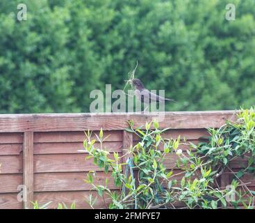 Camborne, Cornwall, UK, 9 maggio 2021, UNA donna Blackbird si siede su una recinzione che controlla che la sua sicurezza per fare in modo che raccoglie il materiale di nidificazione da un giardino a Truro, Cornwall.Credit: Keith Larby/Alamy Live News Foto Stock