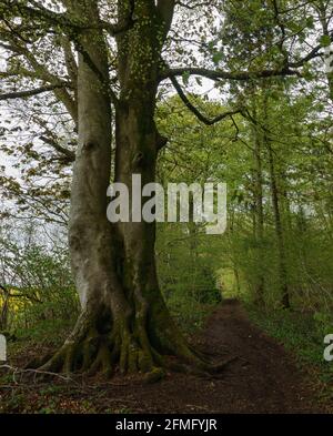 enorme quercia sul bordo di una foresta e. un campo pieno di semi di colza giallo brillante Foto Stock