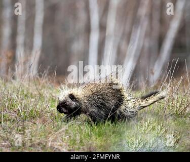 Porcupine camminare in prateria con uno sfondo sfocato, mostrando corpo, testa, stemma di spine affilate, quills, nella stagione primaverile nel suo habitat. Foto Stock