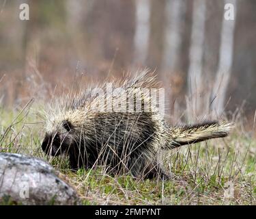 Porcupine camminare in prateria con uno sfondo sfocato, mostrando corpo, testa, stemma di spine affilate, quills, nella stagione primaverile nel suo ambiente. Foto Stock