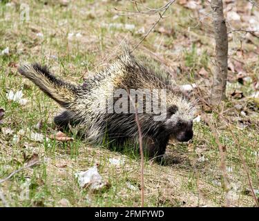 Porcupine camminare in prateria con uno sfondo sfocato, mostrando corpo, testa, stemma di spine affilate, quills, nella stagione primaverile nel suo ambiente. Foto Stock