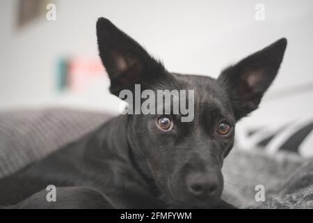 Cane nero con gli occhi tristi - ritrovamento errato del cane di salvataggio una nuova casa Foto Stock