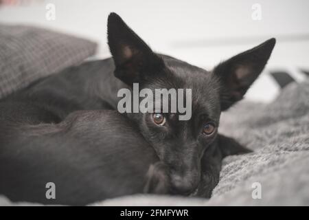 Cane nero con gli occhi tristi - ritrovamento errato del cane di salvataggio una nuova casa Foto Stock