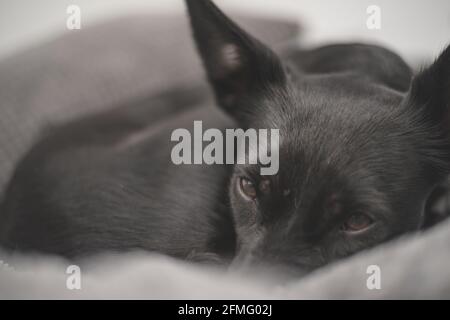 Cane nero con gli occhi tristi - ritrovamento errato del cane di salvataggio una nuova casa Foto Stock