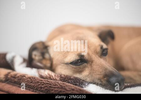 Cane marrone con gli occhi tristi - il cane di salvataggio trova un nuova casa Foto Stock