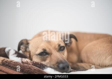 Cane marrone con gli occhi tristi - il cane di salvataggio trova un nuova casa Foto Stock