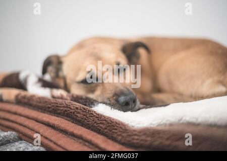 Cane marrone con gli occhi tristi - il cane di salvataggio trova un nuova casa Foto Stock