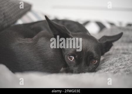 Cane nero con gli occhi tristi - ritrovamento errato del cane di salvataggio una nuova casa Foto Stock