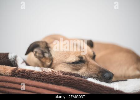 Cane marrone con gli occhi tristi - il cane di salvataggio trova un nuova casa Foto Stock