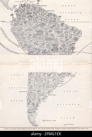 Mappa fotografica d'epoca della vita vegetale del Sud America degli anni '40. Foto Stock