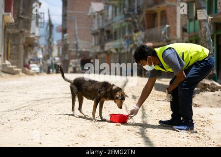 Un volontario giovanile nepalese affetto da 'benessere animale Nepal' alimenta un cane vagabondato durante l'undicesimo giorno dell'ordine proibitorio a causa di una seconda ondata della malattia di Coronavirus (COVID-19) a Kathmandu. Il blocco in corso a livello nazionale imposto dal governo per frenare la diffusione della COVID-19 ha reso difficile la sopravvivenza dei cani da strada. Poiché i cani di strada dipenevano dal cibo dato dalla gente del posto, il divieto di uscire dalle loro case ha portato i cani di strada a morire di fame. Foto Stock