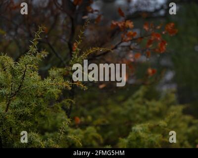 La bellezza di una foresta nebbiosa d'autunno. Dettagli primo piano. Un ramo di ginepro in gocce di pioggia Foto Stock