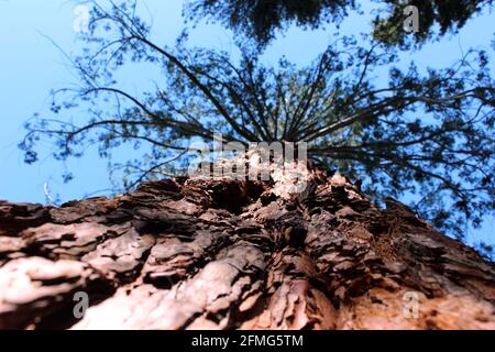 Vista verso l'alto nel baldacchino di una sequoia gigante (Sequoiadendron giganteum) in Parc du Teich, Ax-les-Thermes, Ariege, Midi-Pirenei, Occitanie, Francia Foto Stock