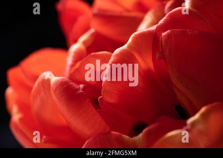 Macro foto di petali di fiori di tulipano rosso con sfondo nero. Mettere a fuoco sul petalo di fronte. Sfondo botanico. Profondità di campo poco profonda Foto Stock