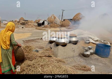 Kishoreganj, Bangladesh - 02 maggio 2021: Coltivatori del Bangladesh che bollono del loro campo di risaie a kishoreganj hao in Bangladesh. Il riso è il cibo principale di B Foto Stock