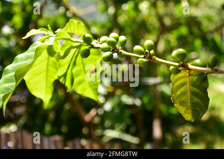 Coffee Plant con i suoi frutti di bosco a San Juan la Laguna, una piccola città su una collina sulla riva del Lago de Atitln, Guatemala Foto Stock