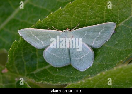 Erba smeraldo (Chlorissa viridata) su una foglia Foto Stock